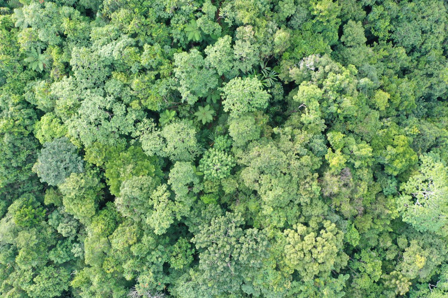 Aerial view of a dense green forest canopy.